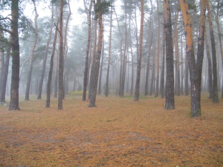 Набежал туман