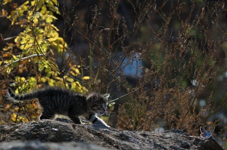 Рано облизываться...