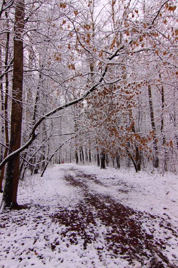 осень на Лосином острове