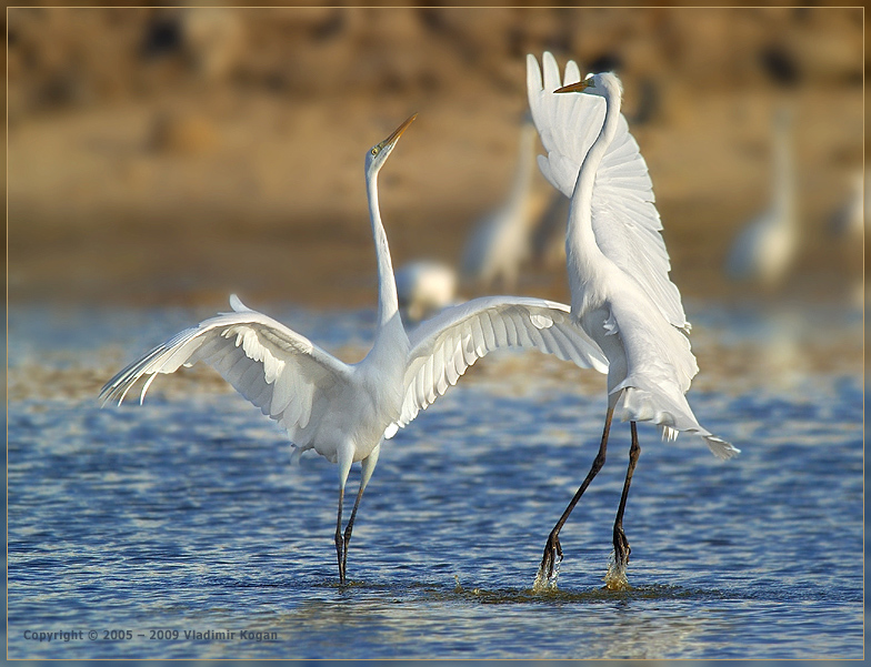 Great Egret: приглашение к танцу