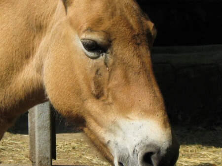 слеза катилась...