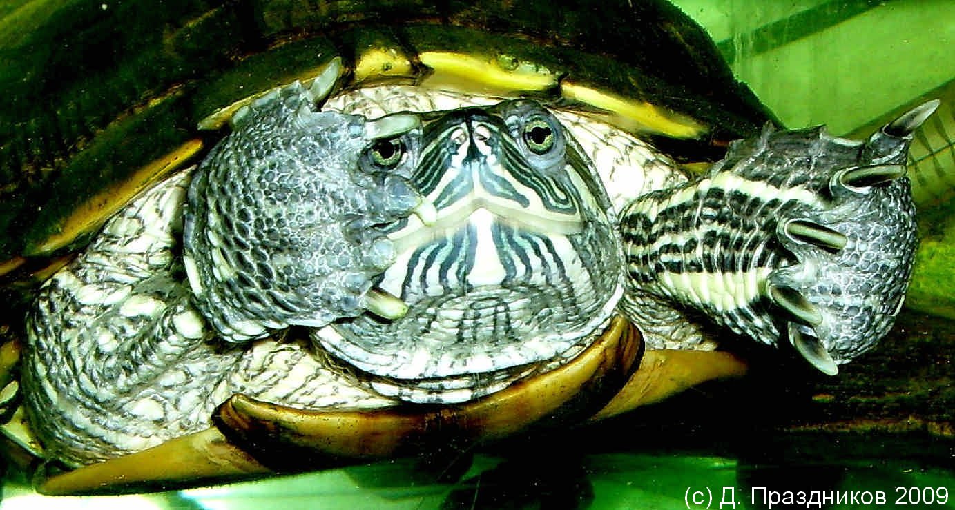 Красноухая черепаха (Trachemys scripta)