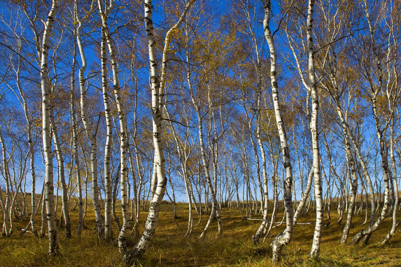 Мелодия осени...