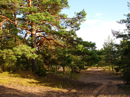 финский залив