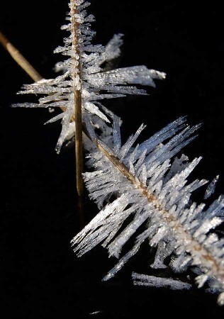 Японский мотив