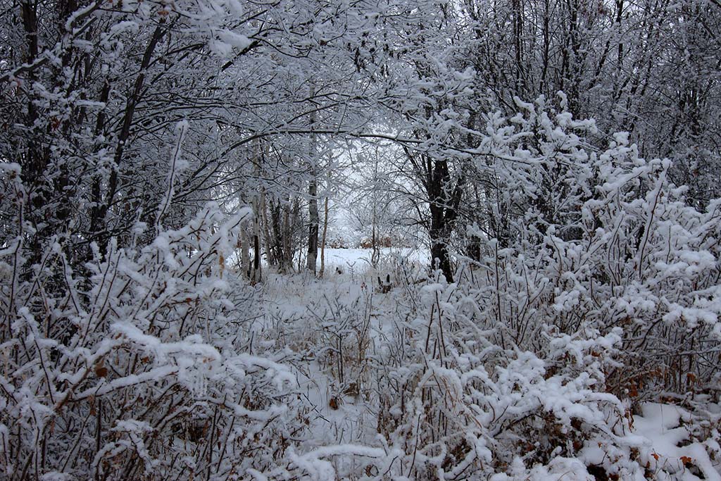 В снежной рамке