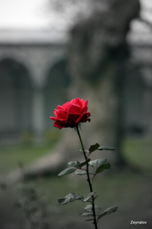 Rose..