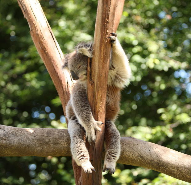 Koala Jazz