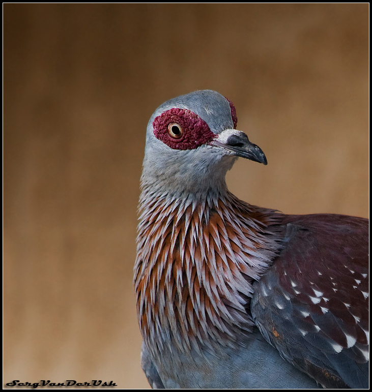 Голубь (columba guinea) 