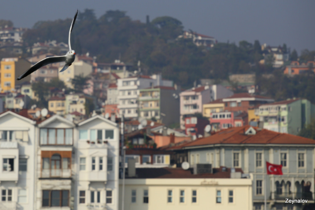 Bird over Konstantinopolis