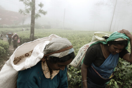 Ceylon tea