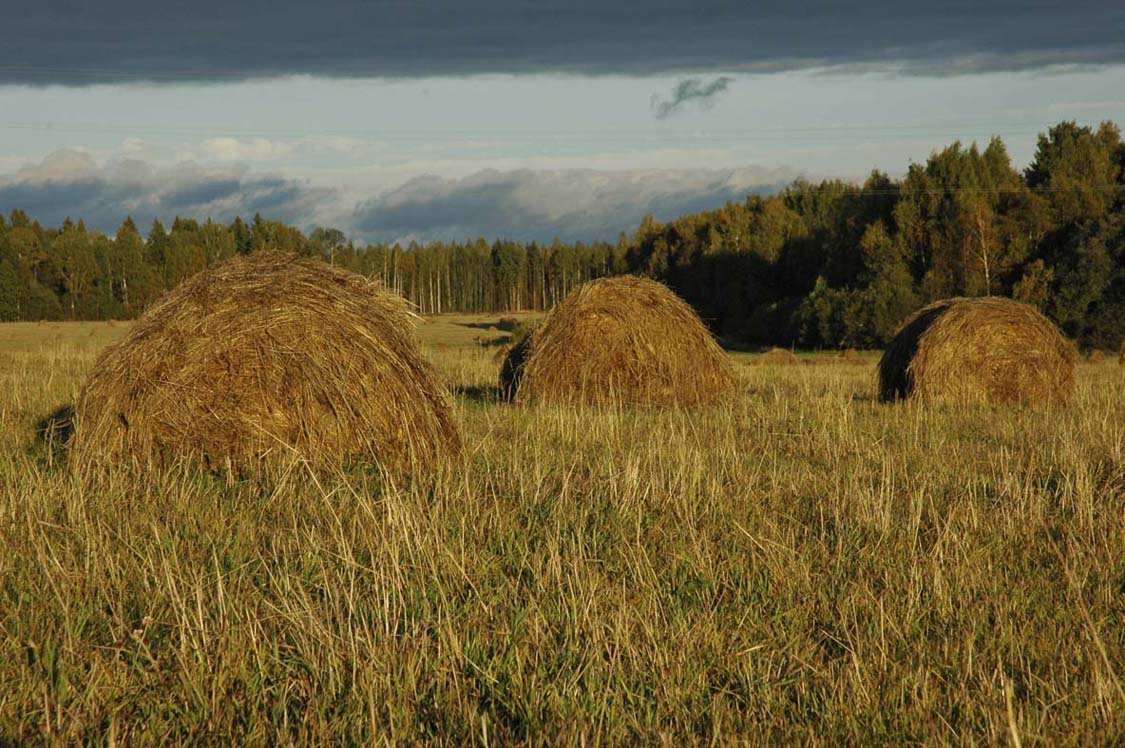 Пора сенокосная