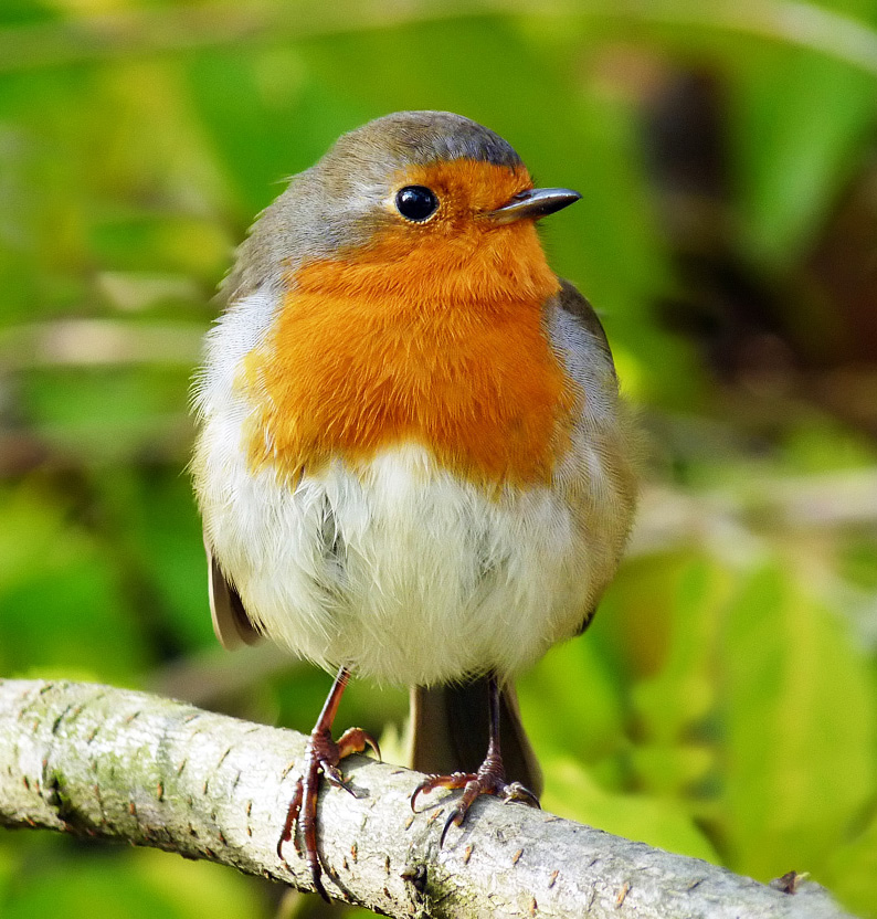 Erithacus rubecula - Зарянка