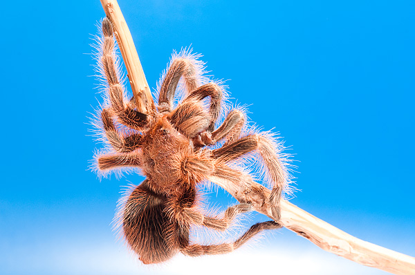 Grammostola rosea red