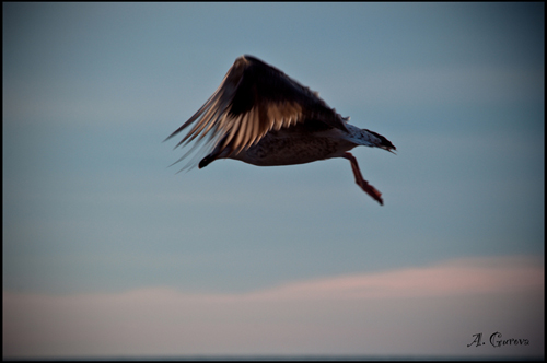 flying away