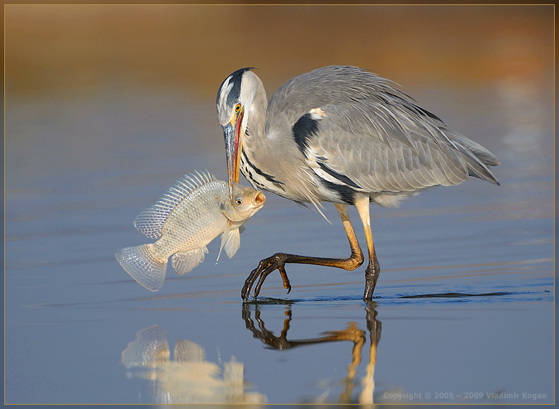 Grey Heron: Fishing