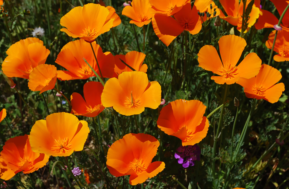 Orange Miniatures