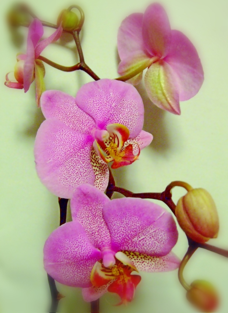 Phalaenopsis