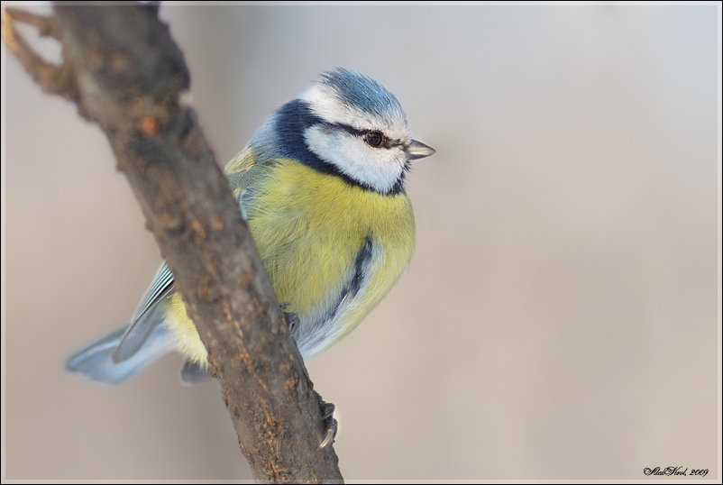 Лазоревка (Parus caeruleus) 