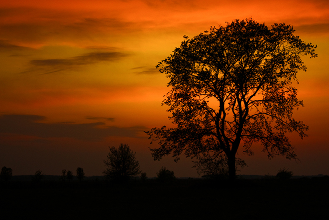 alone tree