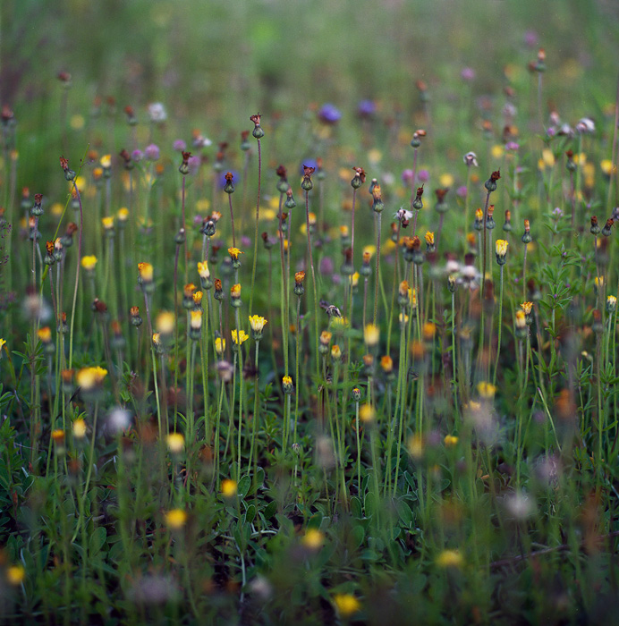 colors of the grasses