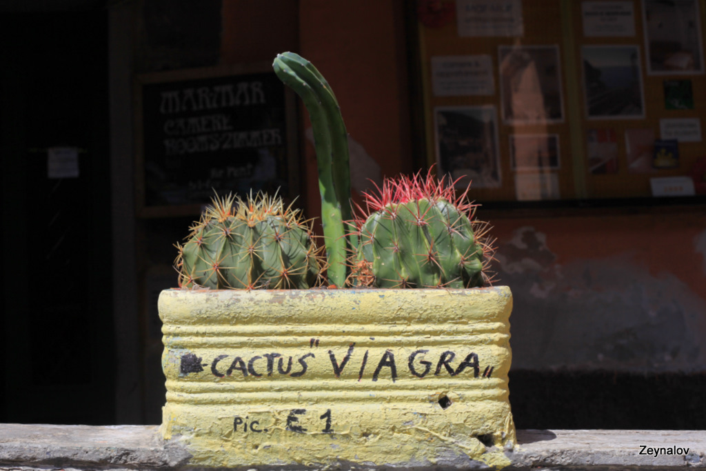 cactus &quot;VIAGRA&quot;