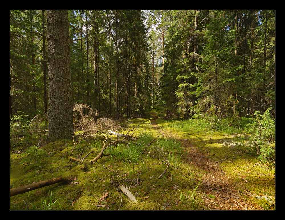 Тропинка лесная