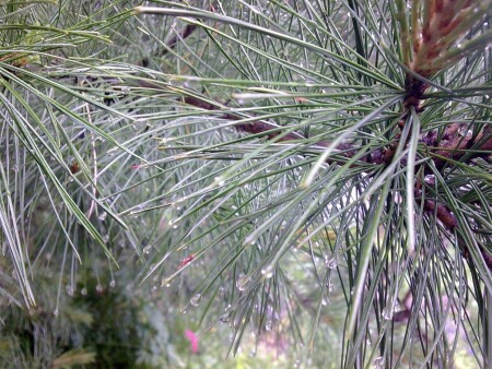 после дождя