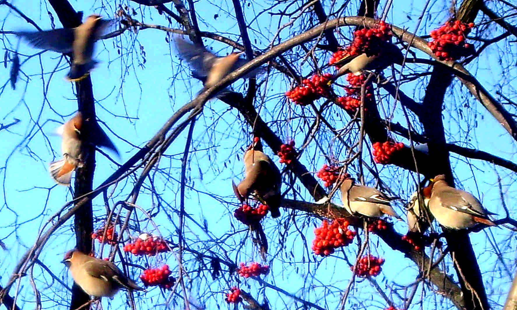 Обыкновенный свиристель (Bombycilla garrulus)