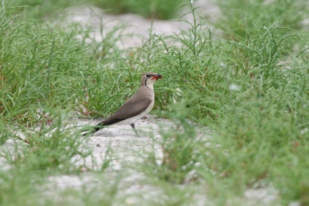 Луговая тиркушка