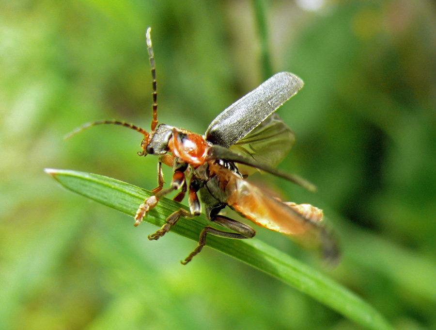 жук Cantaris sp.