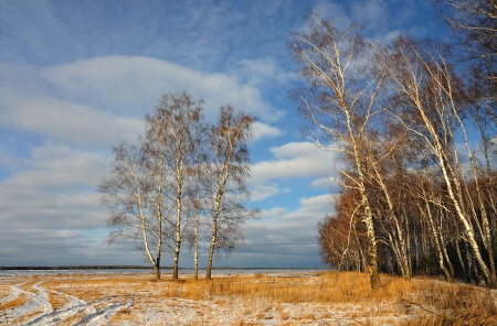 Берёзки