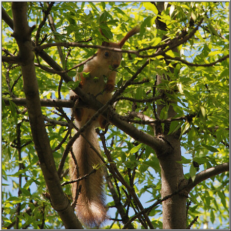 В тёмных зарослях [1885]