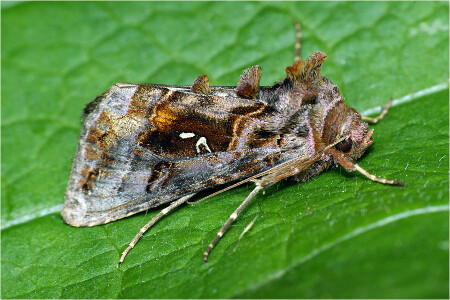 Металловидка