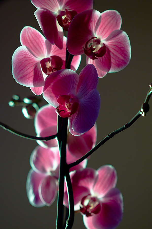 Orchid