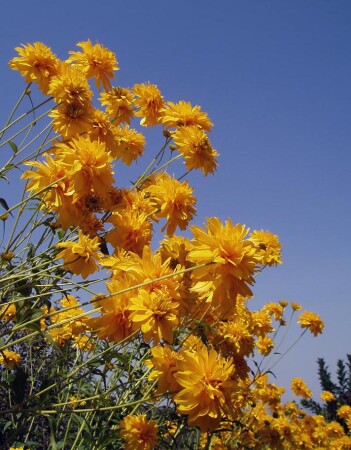 Золотые шары