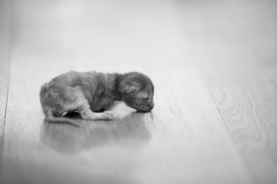 Newborn kitten