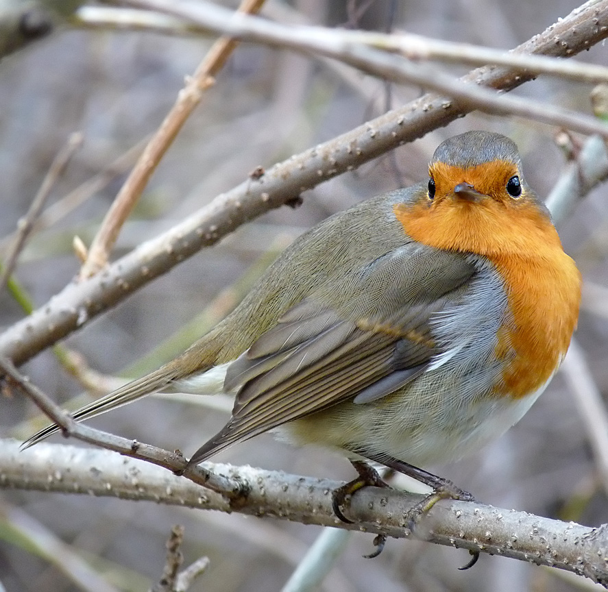 Erithacus rubecula - Зарянка