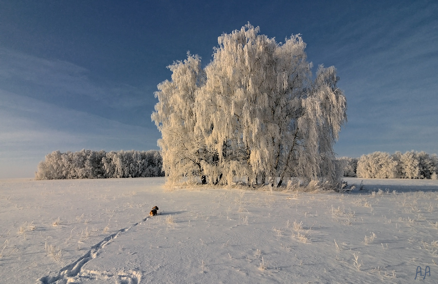 Новогодняя фотоохота 