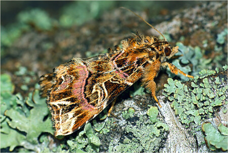 Совка ювентина