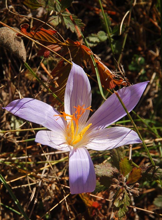 осеннецветущий крокус - Crocus speciosus