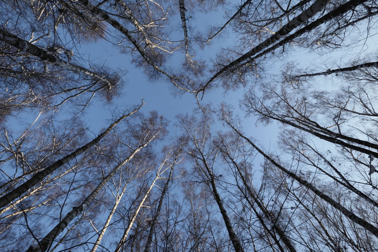 небо в кружевах березовых