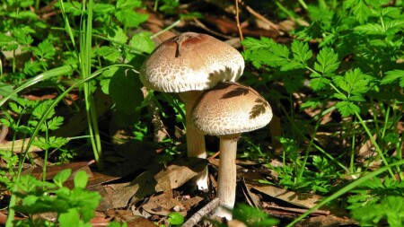 Не бледные поганки