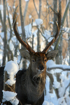 Портрет вожака