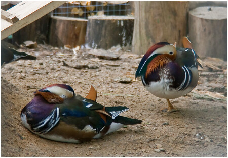Если и спать стоя, то уж на одной лапе