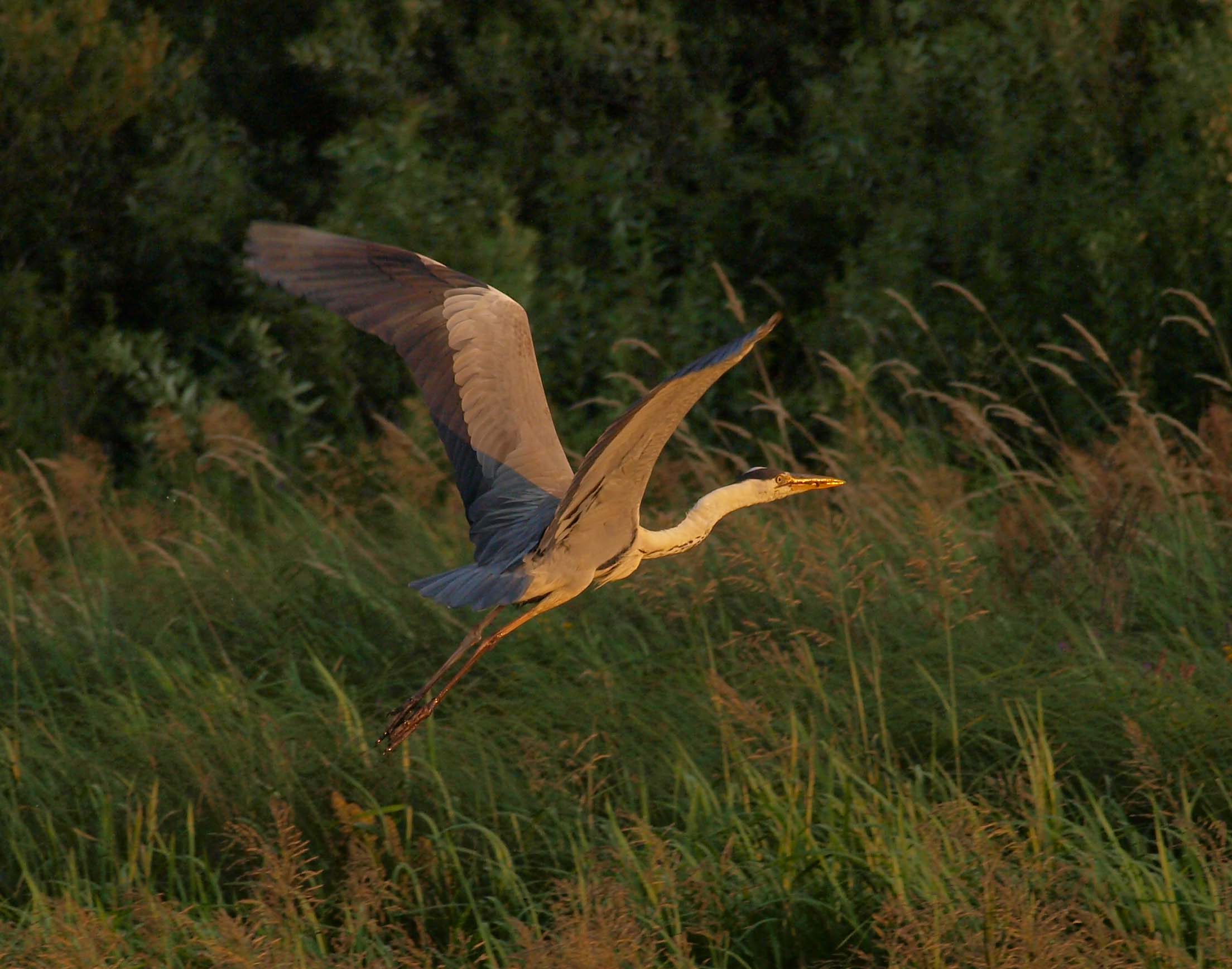 Серая цапля (лат. Ardea cinerea)