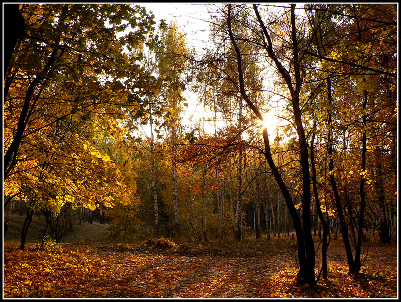 Золотая осень