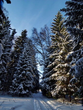 Лыжня