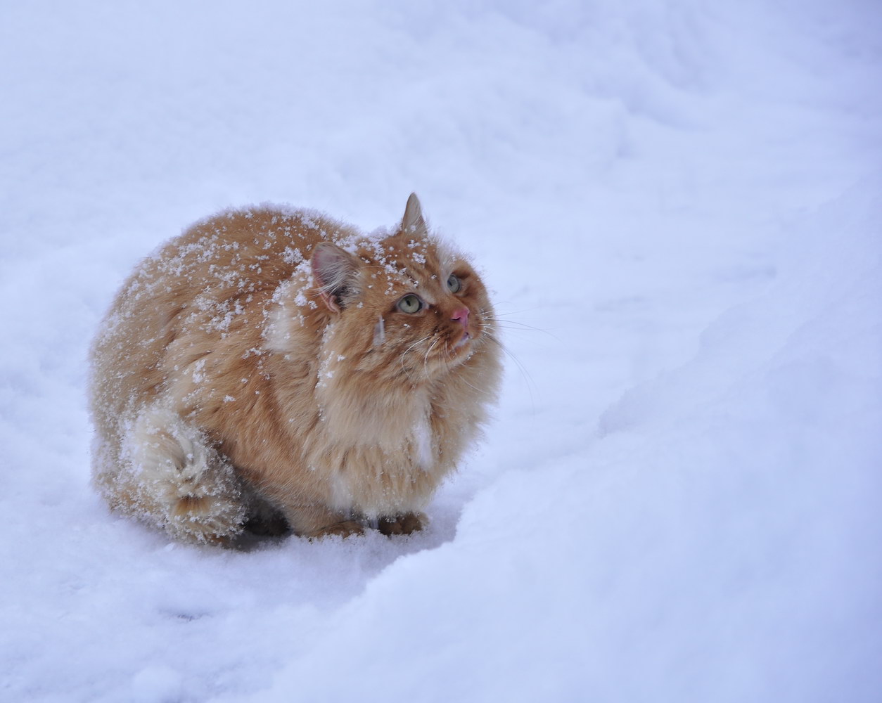 Новогодний Гость 2...