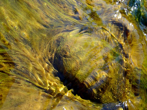 Водоросли